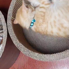 花と竜　１２の画像