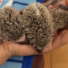 手のひらbabyー☆ 元気すぎて‼︎  (続 動画)の画像