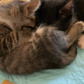 チュパチュパの画像