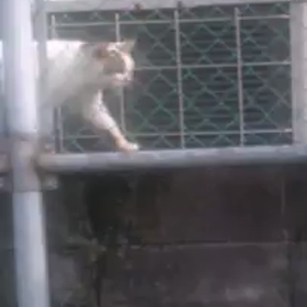 しらゆきちゃん動画シリーズの画像