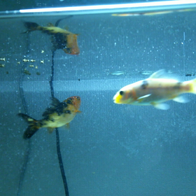 たまには錦鯉水槽も。の画像