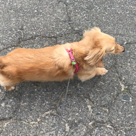 愛犬美容室MOCOの画像