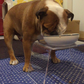 食べっぷり 〜 what an eaterの画像