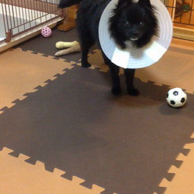 2018年8月12日  無事帰宅の画像