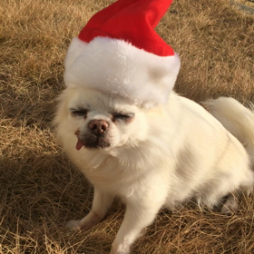 メリークリスマス！の画像