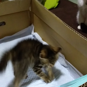 まめちゃん、６月20日の画像