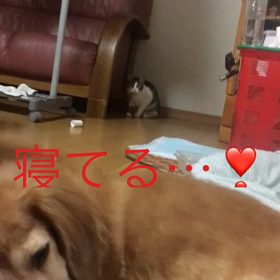 字幕付きチップとデールの動画。の画像