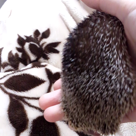 お久しぶりですの画像