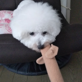 今日のはなちゃん346、モモちゃん302の画像