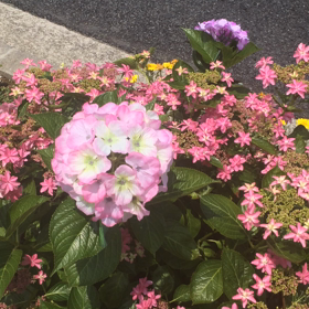 毛虫君よりは、花かな。の画像