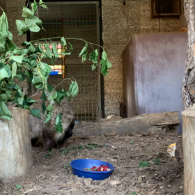 エゾタヌキ飼育日誌（R1.7.9）の画像