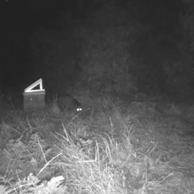 すぎぴたんの事件簿シーズン3　450話（やはり、うろついていますハクビシン）の画  像