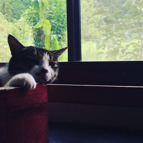 文月の猫。の画像