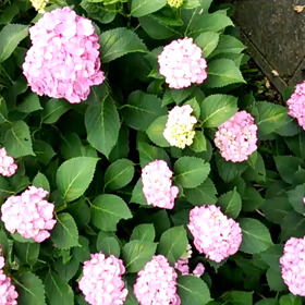 紫陽花(動画)の画像