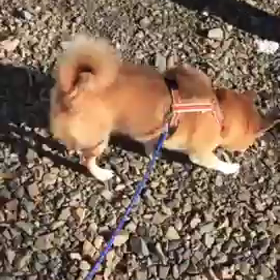 お散歩中～(´ε｀ )の画像