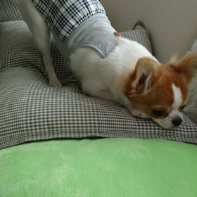 おもちゃ、貸してくだちゃい❕の画像