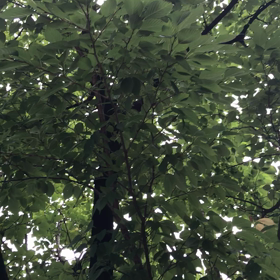 雑俳一句　20210810の画像