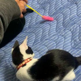 猫じゃらしで…の画像