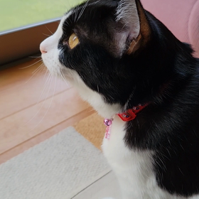 うみニヤー　しゃべるの画像