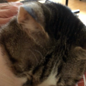 旅行なのに…。先住猫デール！の画像