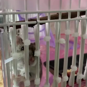 本能対策の画像