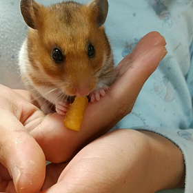 甘いスイカが好きな子♡の画像