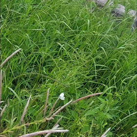 悲しいニュースで凹み  、昼寝ちょこっとして、、の画像