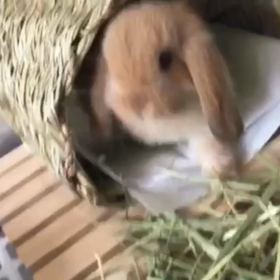 ようこそ(*'▽'*)の画像