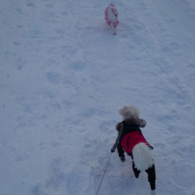 パンナちゃんとシンのお散歩の画像