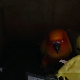 出ておいでの画像
