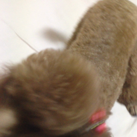 茶色のプードルの画像