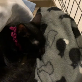 譲渡会がおわって。の画像