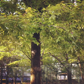 公園デビューの画像