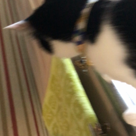 グルーミングブラシの画像