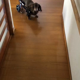 嬉しい！嬉しい！ココアちゃんのお知らせを貰った^_^の画像