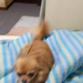 ゴロ、、、の画像