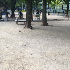 西部運動公園ドッグランの画像