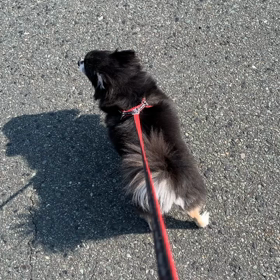 ココア散歩の画像