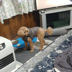 おねだりベルの画像