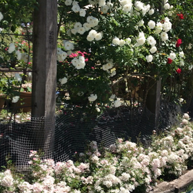 バラ園の動画の画像