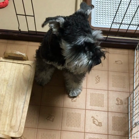 頑張る文ちゃんの画像