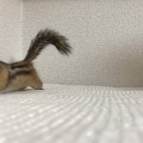 シマリスもものあくび♡の画像