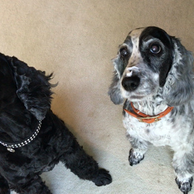 この子たちの画像