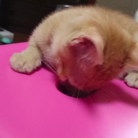 むぎっちゅ☆動画☆の画像