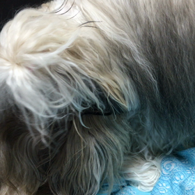 アリスVSバンビの画像