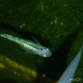 今日のめだか(^^)の画像