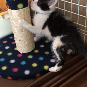 こうやくんハッスル！の画像