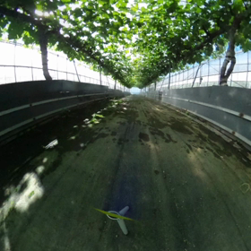 快晴につき、どんどん成長中の画像