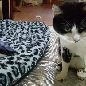 持ってこい遊びの画像