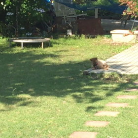 じゃアタシはアリと遊ぶよの画像